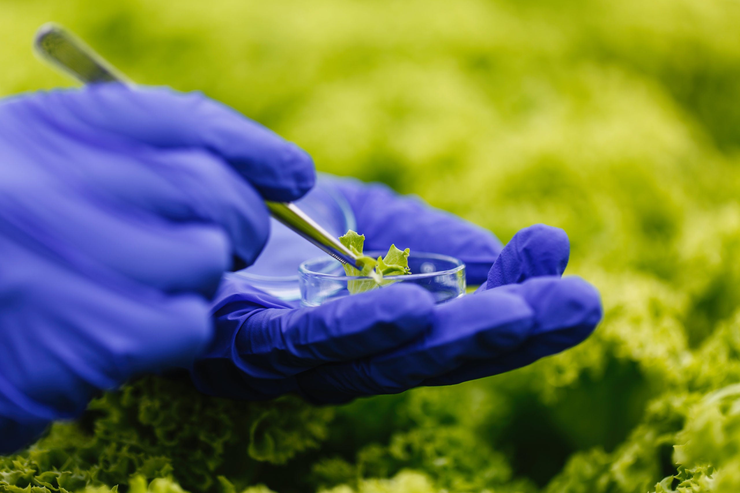 This Master Herbalist’s all-natural formula could revolutionize the way we design pain-relief supplements.